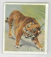 Godfrey Phillips Animal Studies 1936 26 Cheeta No